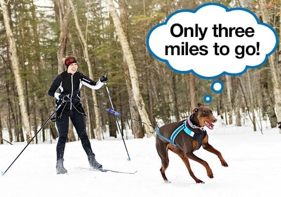 Woman exercising in the snow skijoring with her dog