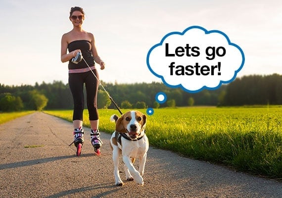 Woman exercising on roller skates by while being pulled along by Jack Russel Terrier on leash