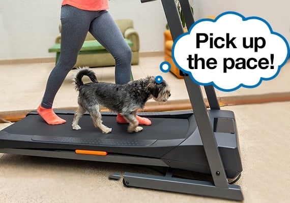 Woman exercising on treadmill with small dog walking alongside her