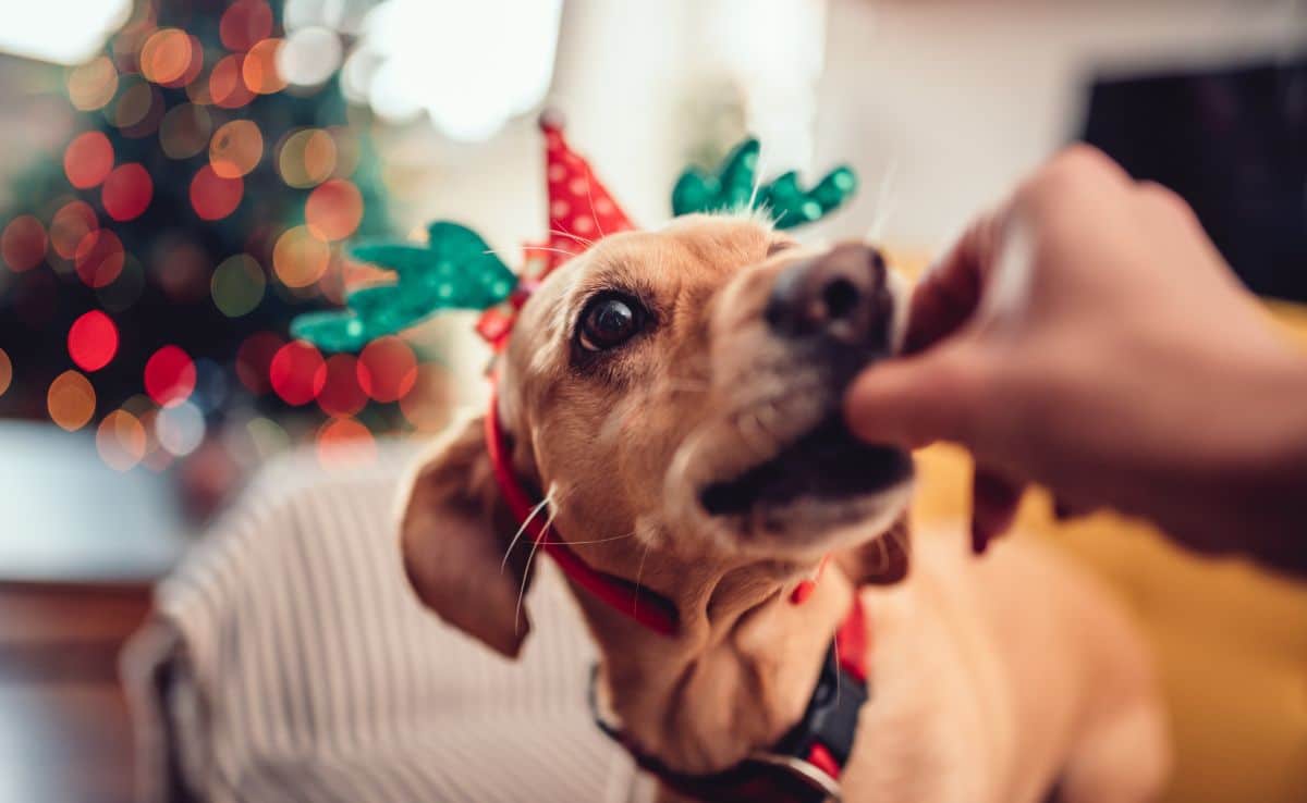 Woman feeding small yellow dog wearing antlers on the sofa by the Christmas tree