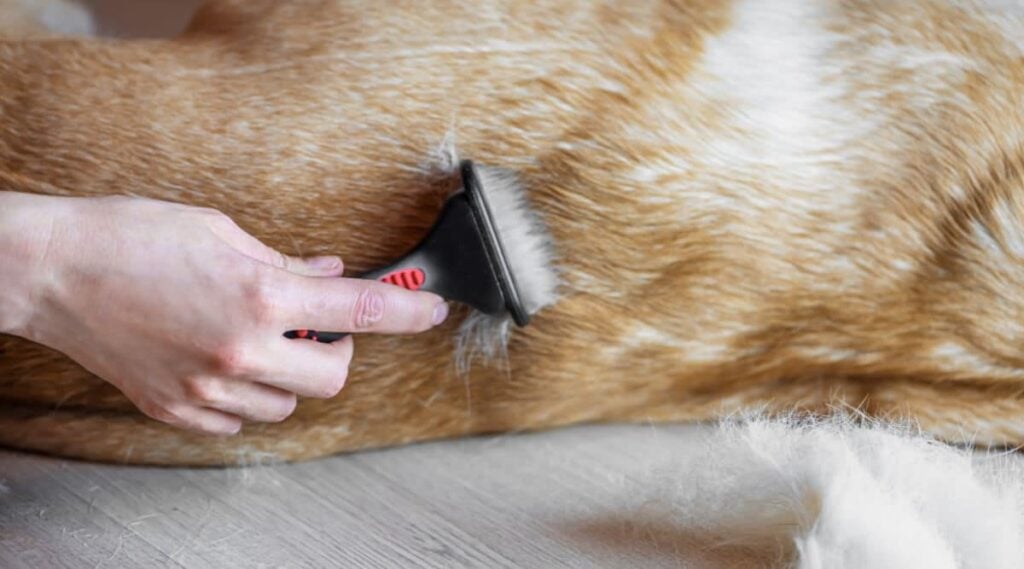 Woman groomer combing fur white Labrador Retriever dog