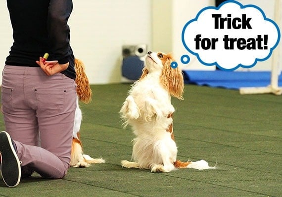 Woman hiding medicine pill behind her back while she gets her two cavalier King Charles Spaniels to perform dog tricks.