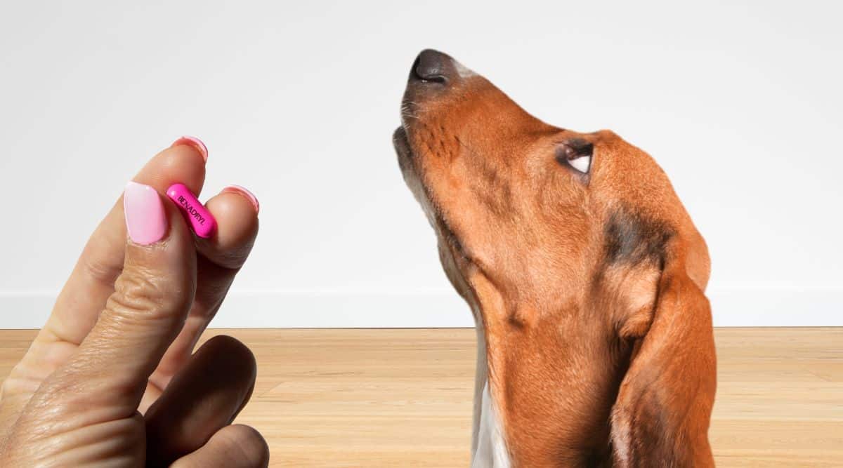 Canine Benadryl And Electronic Devices photo