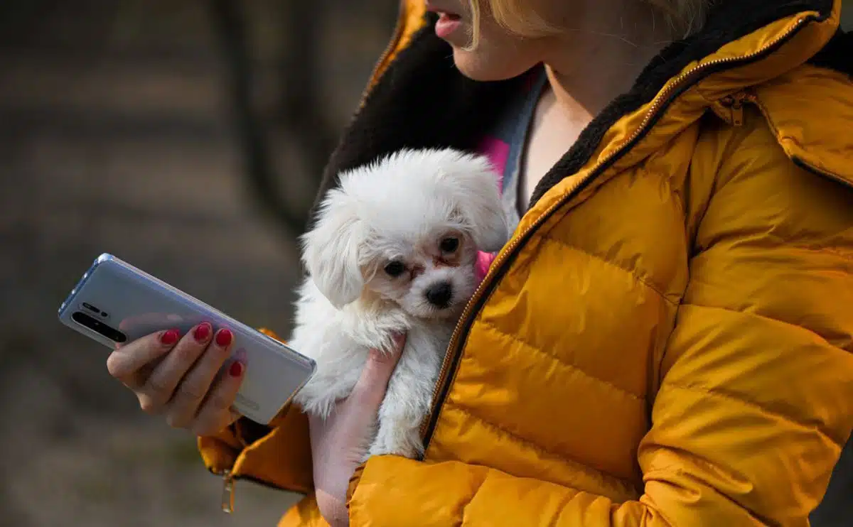 Woman holding a small white dog who is sick while she chats with JustAnswer online dog vet service on her phone
