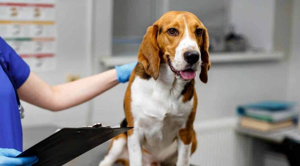 Woman vet examines beagle dog ears in veterinary clinic