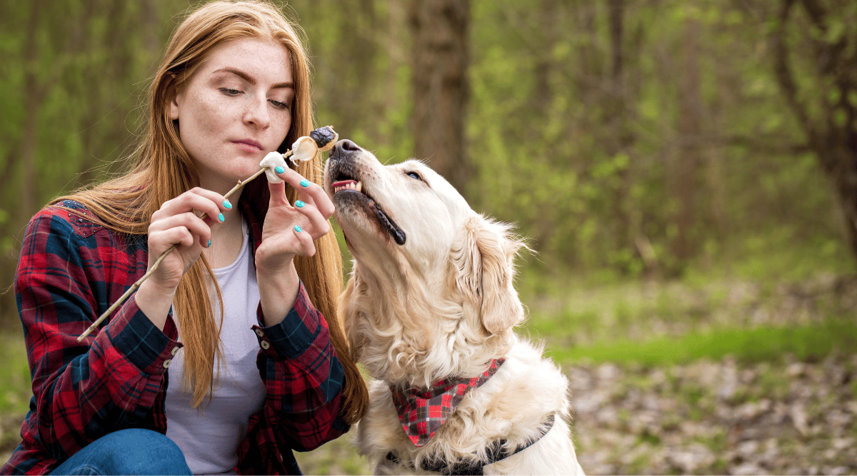 Can Dogs Eat Marshmallows? Canine Journal