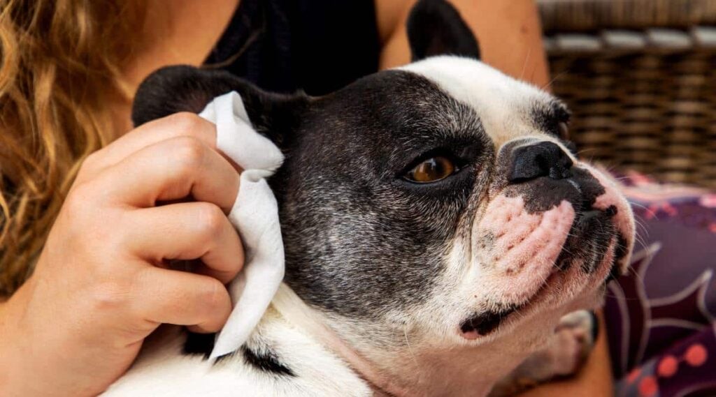 Woman's hand cleaning her French Bulldog's ear.
