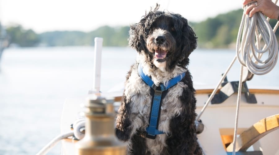 Working Dog on a Fishing Boat