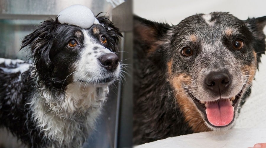 Working Dogs Getting Bathed