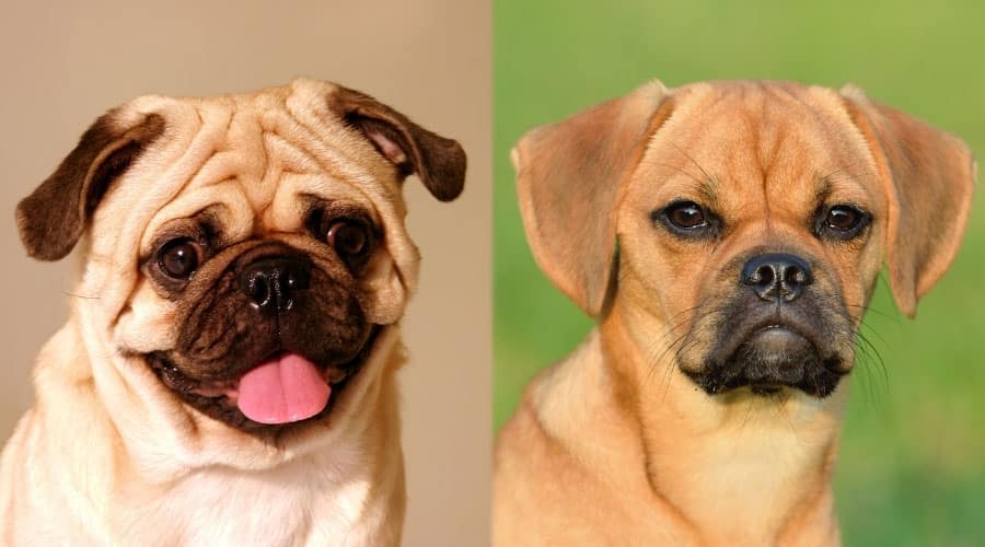 Wrinkle-Faced Dogs Close Up