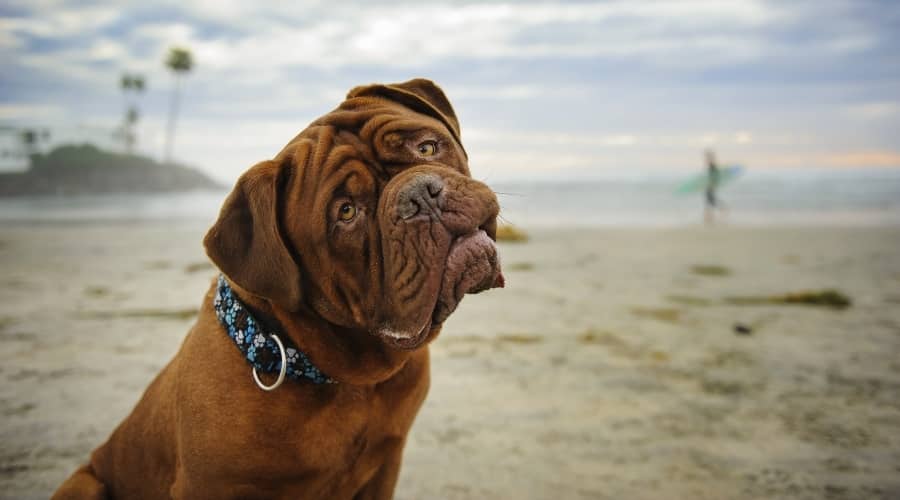 Wrinkly Brown Dog on a Beach
