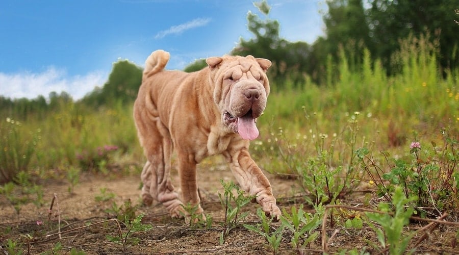 Wrinkly Cream Dog Walking Outdoors