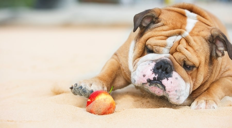 Wrinkly Dog Paws at Fruit on a Beach