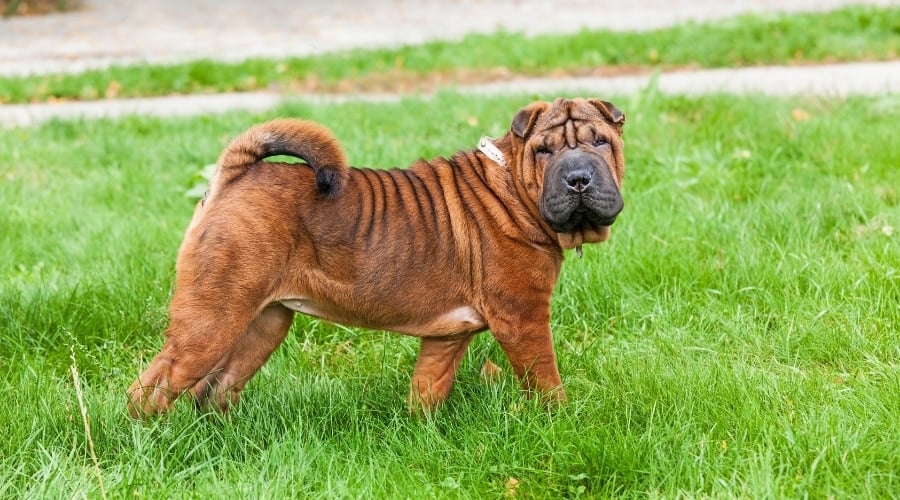 Wrinkly Dog Standing Outside