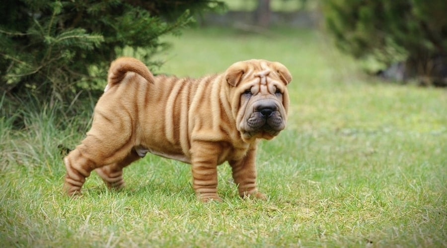 Wrinkly Puppy Standing in Grass
