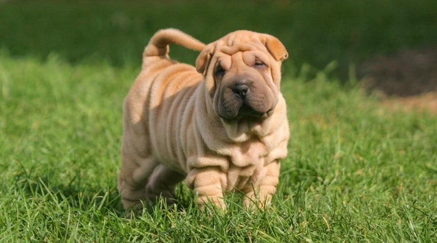Wrinkly Puppy on a Sunny Day