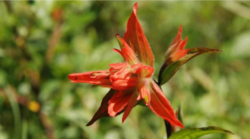 Indian Paintbrush