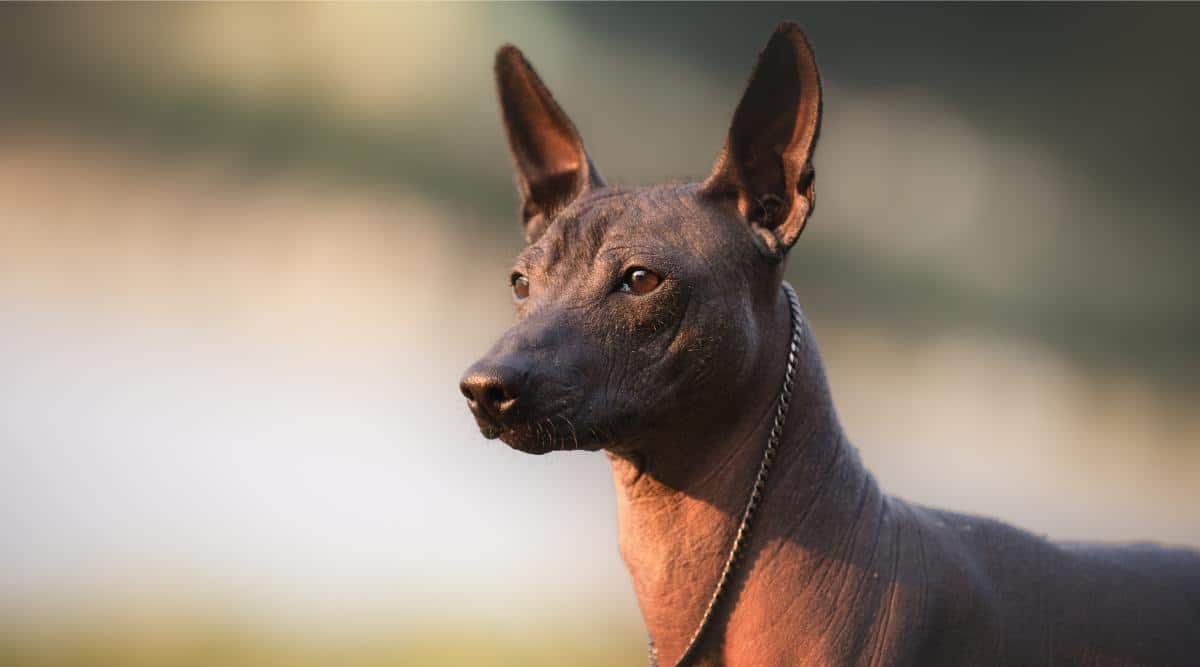 Two cute hairless puppies Mexican dog in woman's hands look at each other.