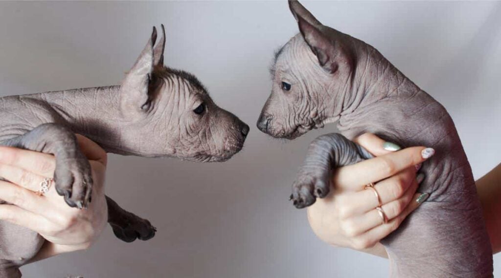 Two cute hairless puppies Mexican dog in woman's hands look at each other.