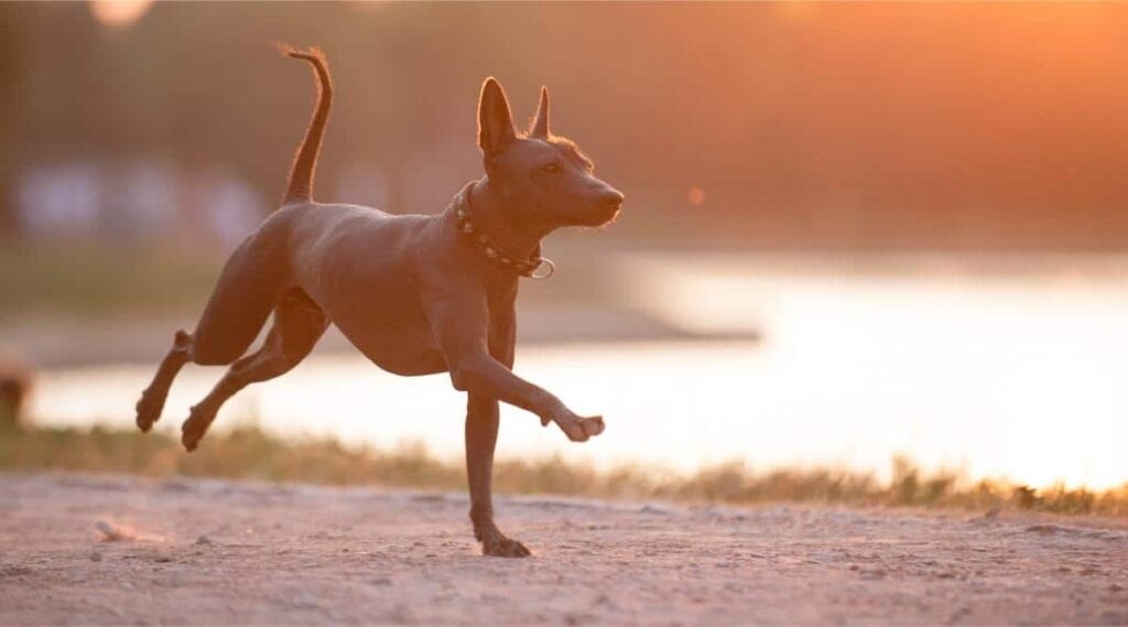 Xoloitzcuintli standing outdoors on ground with green grass and trees on background on summer day