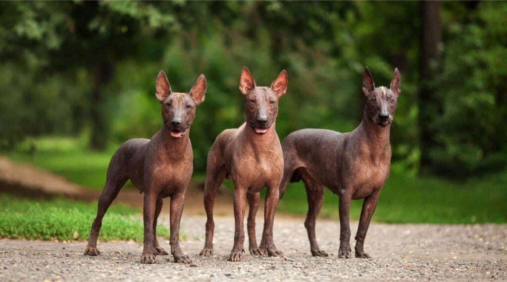 Three dogs of Xoloitzcuintli breed, Mexican hairless dogs of black color of standard size, standing outdoors on ground with green grass and trees on background on summer day.