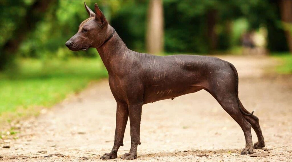 Xoloitzcuintli breed, mexican hairless dog of black color of standart size, standing outdoors on ground with green grass and trees on background on summer sunny day