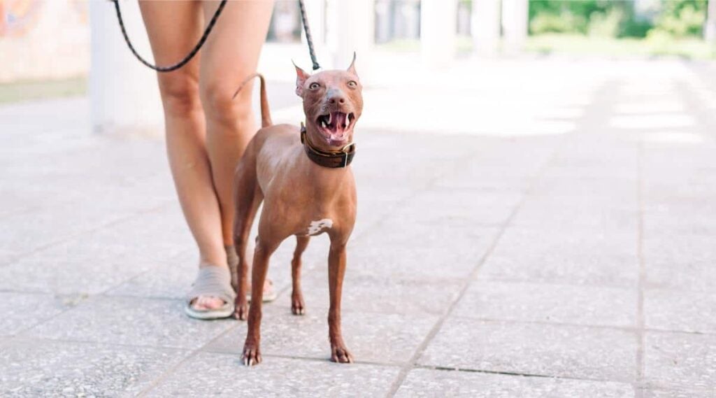 Woman holds her dog xoloitzcuintli on leash who is growling