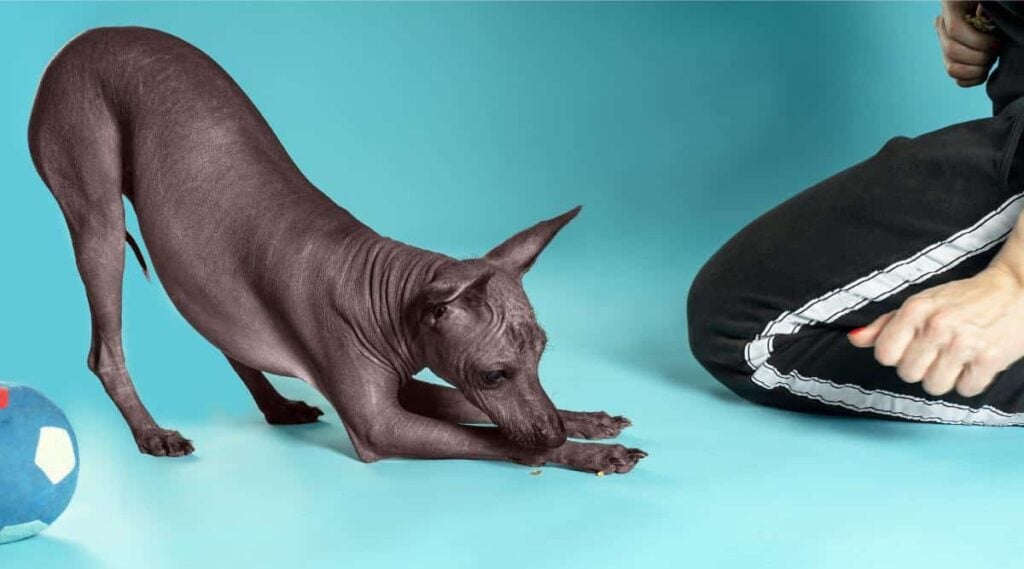 Xoloitzcuintle bows his head to the floor making a trick. Trainer with treatment in hands sits in front of it.