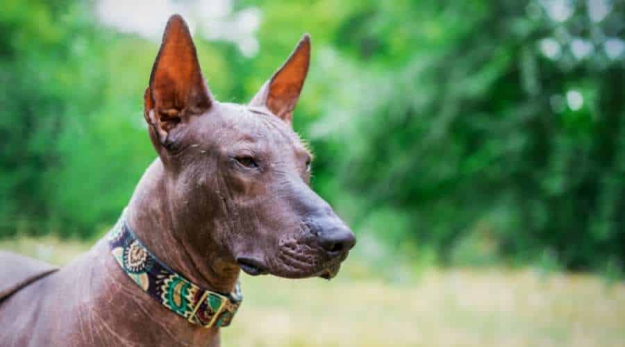 Xoloitzcuintli face close up
