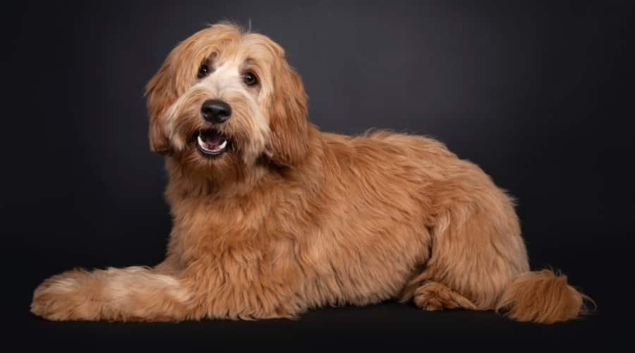 Yellow Dog With Gray Background