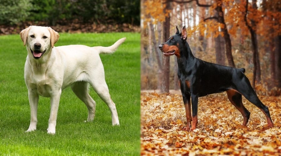 Yellow Dog and Black Dog Standing