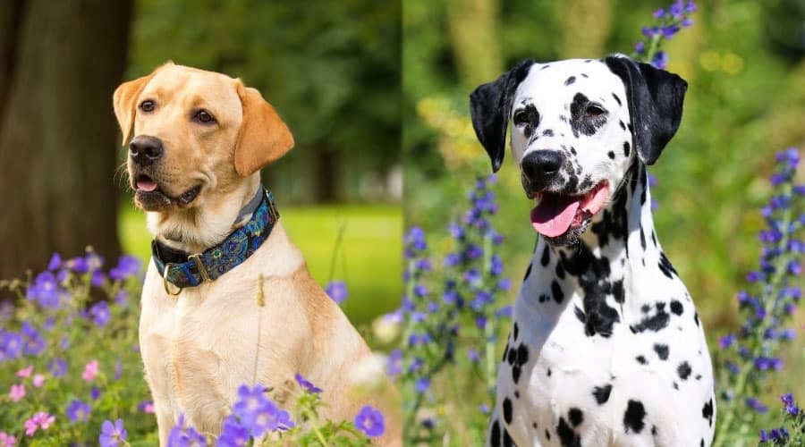 Yellow Dog and Spotted Dog Among Purple Flowers