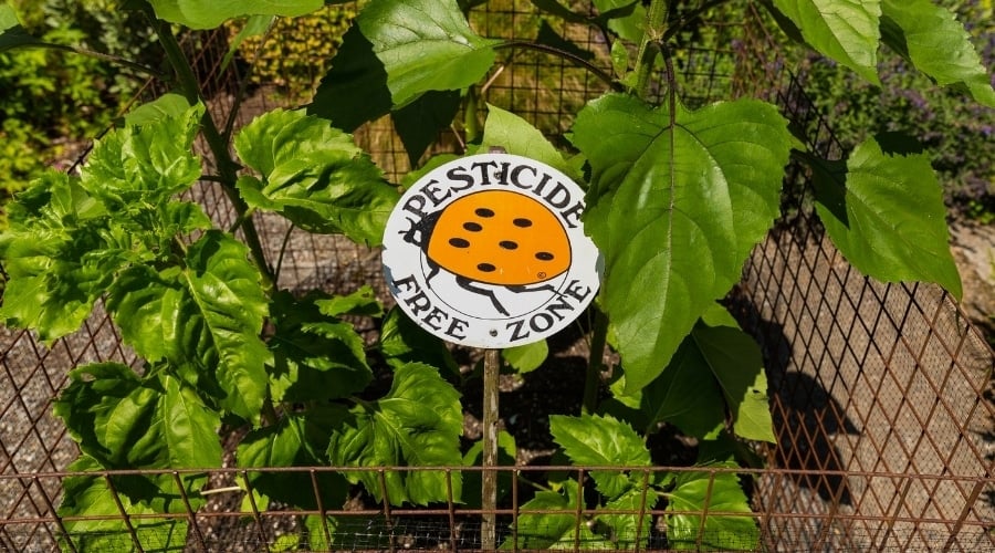 Yellow flower plant with sign for no pesticides.