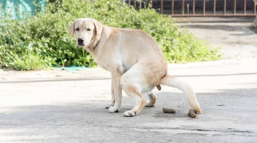 Yellow Lab doing business on sidewalk.