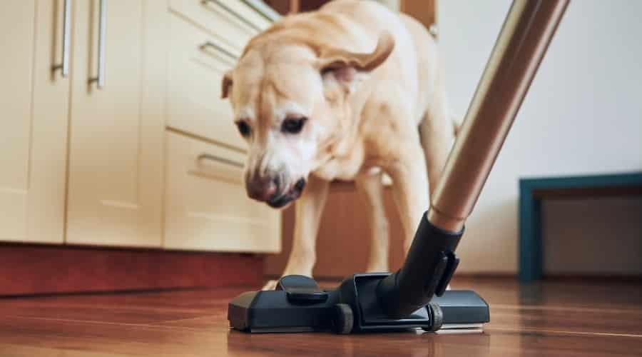 Yellow Lab Growling at a Vacuum Cleaner