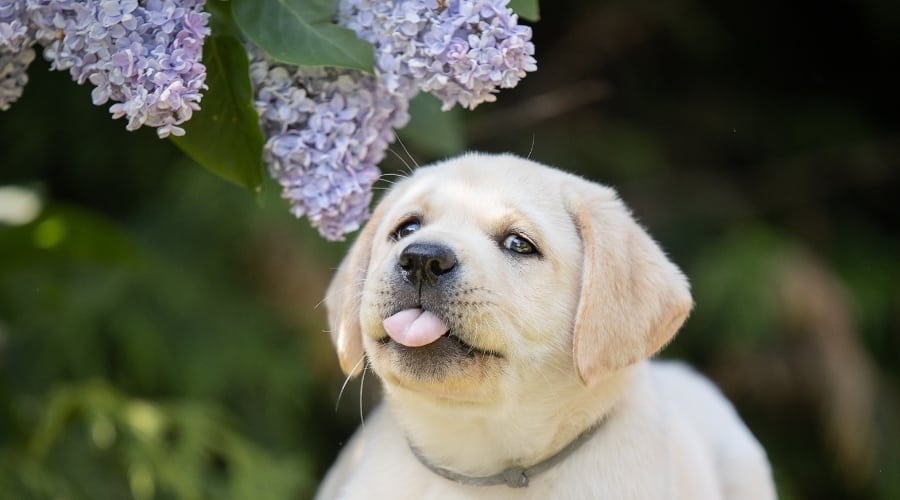 Yellow Lab Puppy Sticking Tongue Out