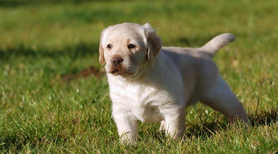 Yellow Lab Puppy