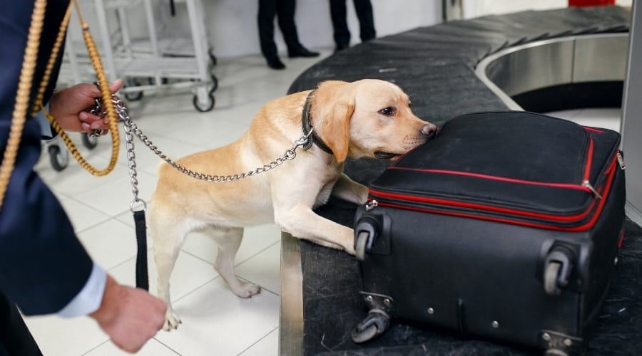 Yellow Lab smelling luggage.