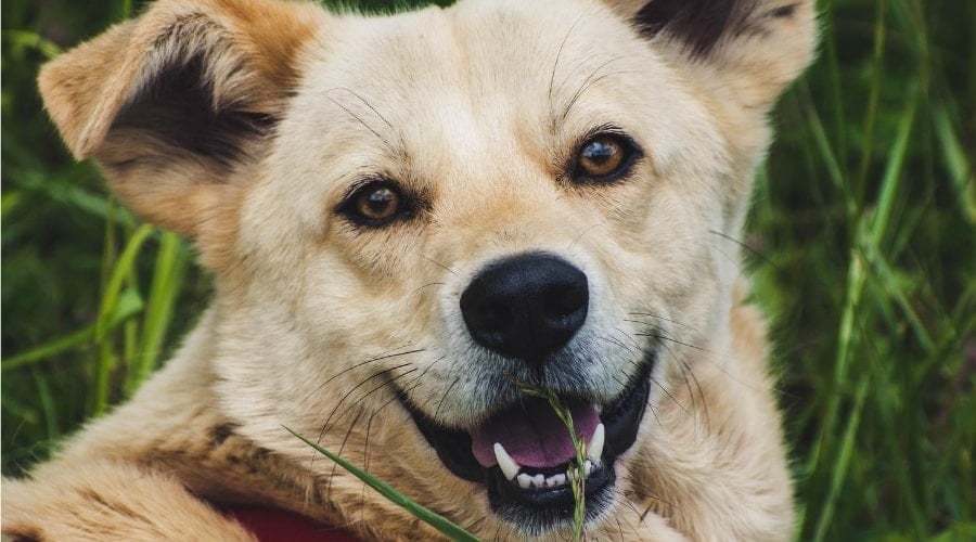 Yellow Labrador Corgi mix in the grass