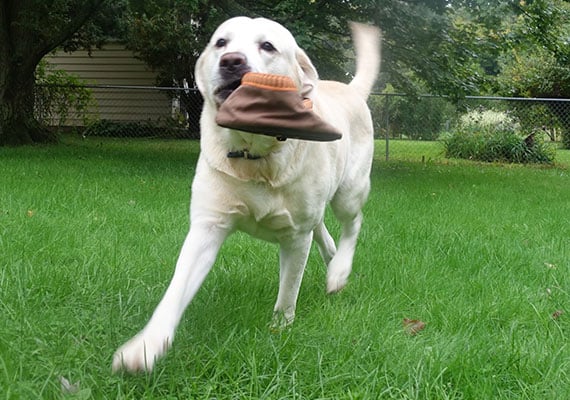 Yellow Labrador Retriever Chewing On Collapsible Dog Bowl