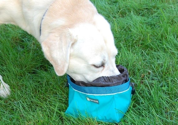 Yellow Labrador Retriever eating food from Ruffwear Cinch Top portable travel bowl
