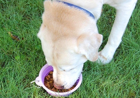 Yellow Labrador Retriever eating kibble from Prima Pet collapsible silicone dog bowl
