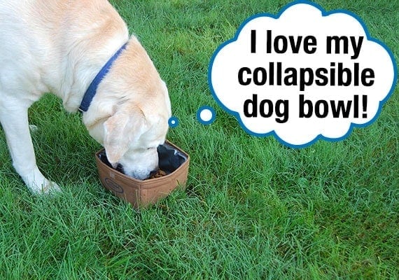 Yellow Labrador Retriever eating kibble from collapsible dog bowl on grass in park