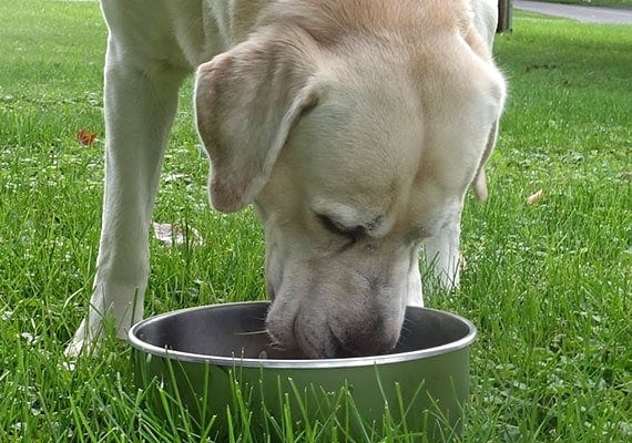 Yellow Labrador eating out of the best stainless steel dog bowl by Basis Pet