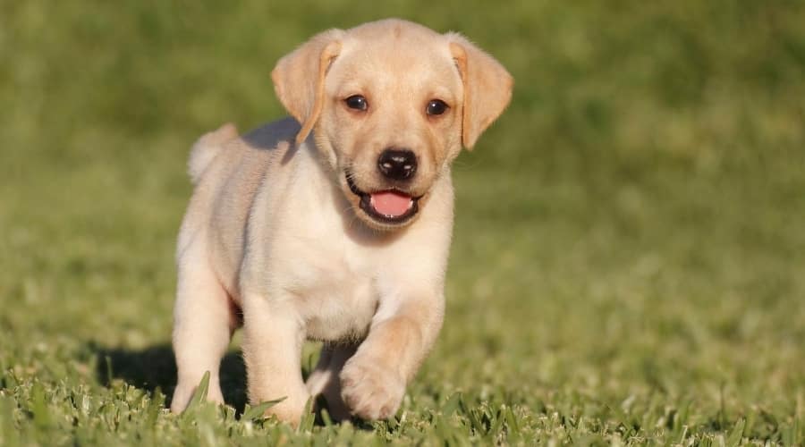 Yellow Labrador