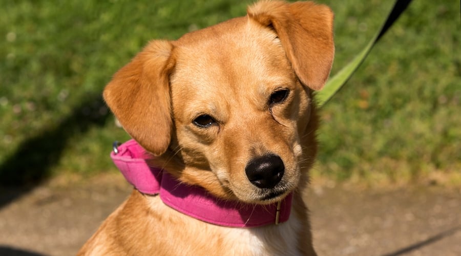 Yellow Labrahuahua
