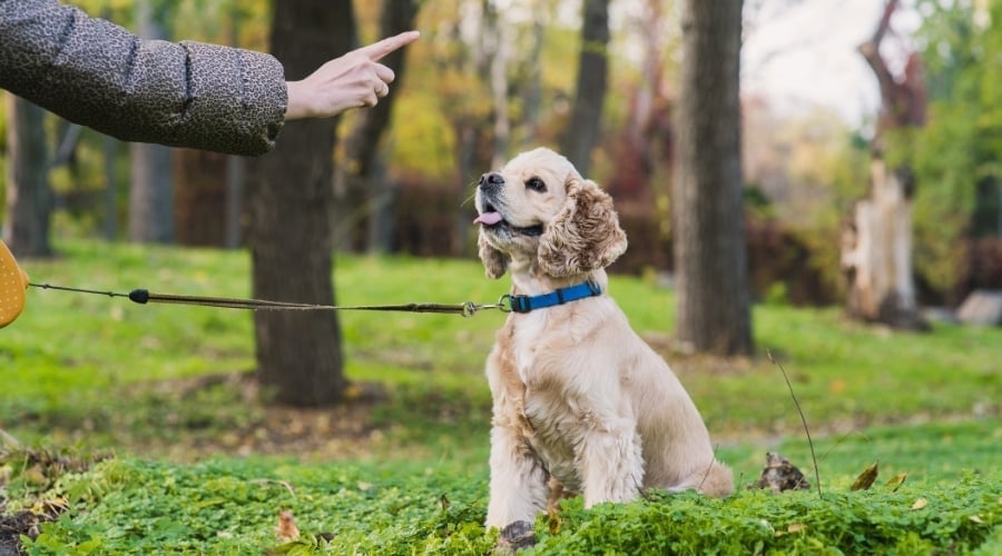 Yellow Spaniel Being Scolded