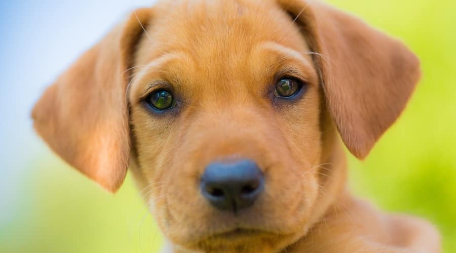 Yellow Vizslador Puppy