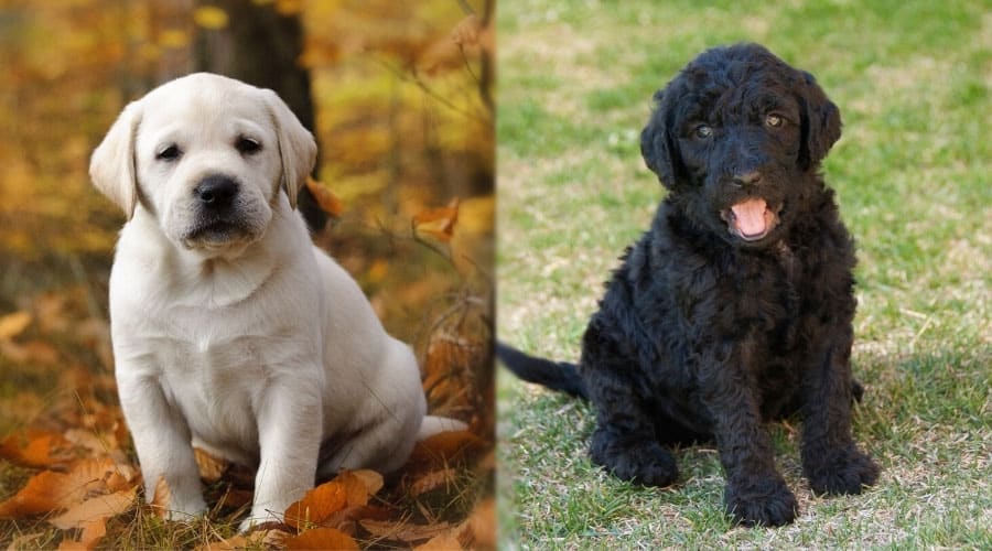 Yellow and Black Puppies Sitting Outside