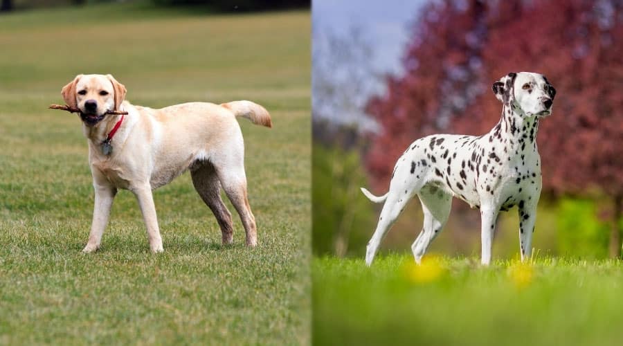 Yellow and Spotted Dogs Standing Outside